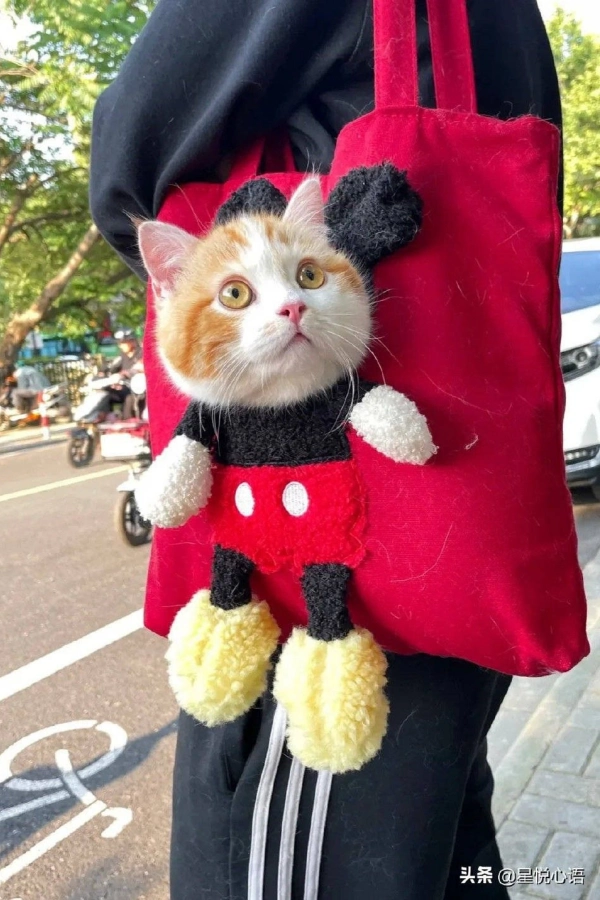 25 Mimos para Gatos e Cat Lovers: Ideias para Deixar os Bichanos Felizes