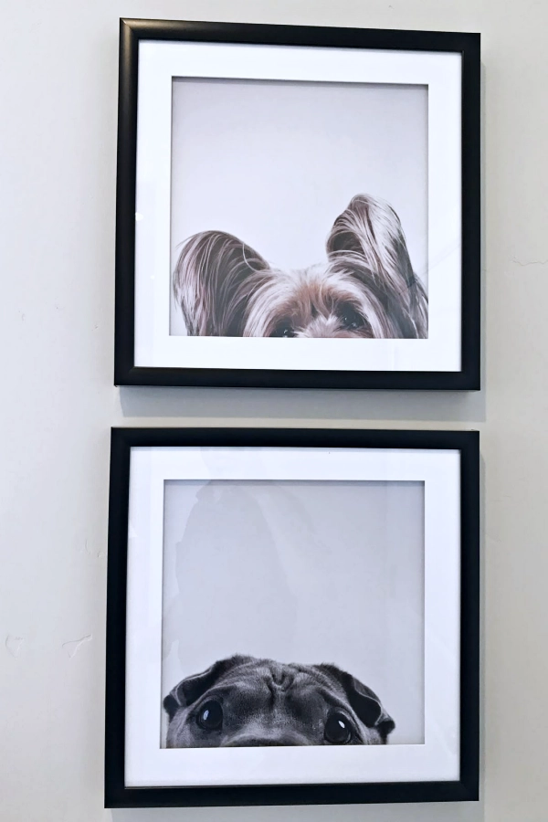 DIY Mimos para Seu Cachorro: Roupinhas, Bolos e Ideias Criativas para Pets