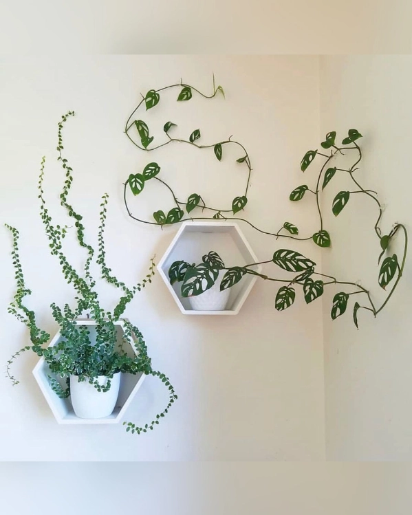 🌱 Arte Viva com Plantas: 24 Jeitos Incríveis de Decorar Suas Paredes e Ambientes