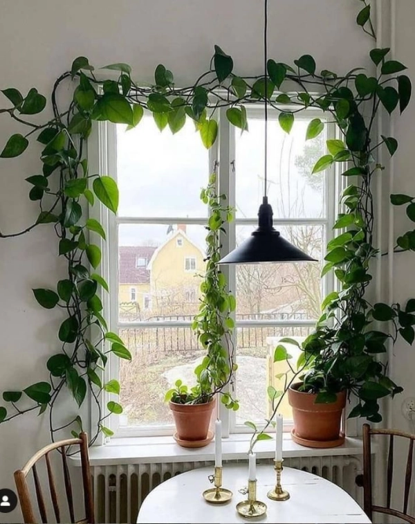 🌱 Arte Viva com Plantas: 24 Jeitos Incríveis de Decorar Suas Paredes e Ambientes