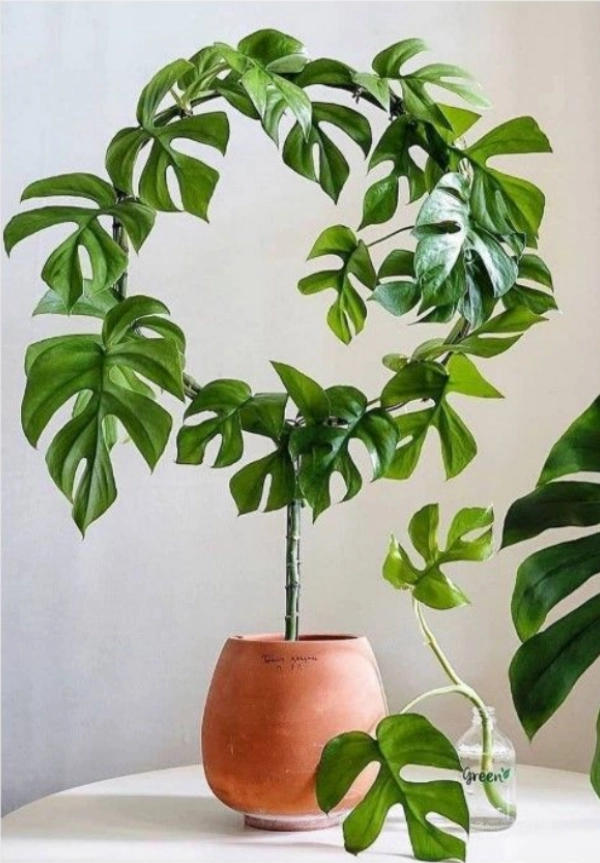 🌱 Arte Viva com Plantas: 24 Jeitos Incríveis de Decorar Suas Paredes e Ambientes