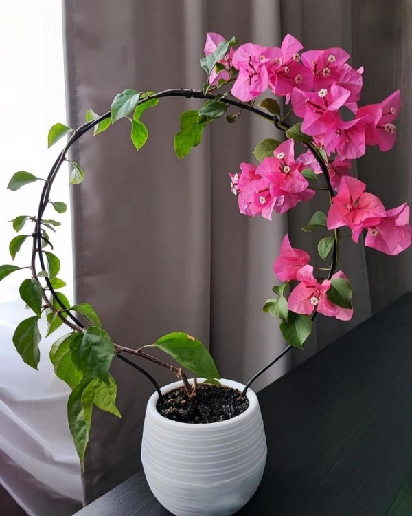 🌱 Arte Viva com Plantas: 24 Jeitos Incríveis de Decorar Suas Paredes e Ambientes