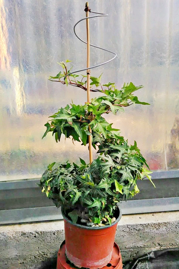 🌱 Arte Viva com Plantas: 24 Jeitos Incríveis de Decorar Suas Paredes e Ambientes