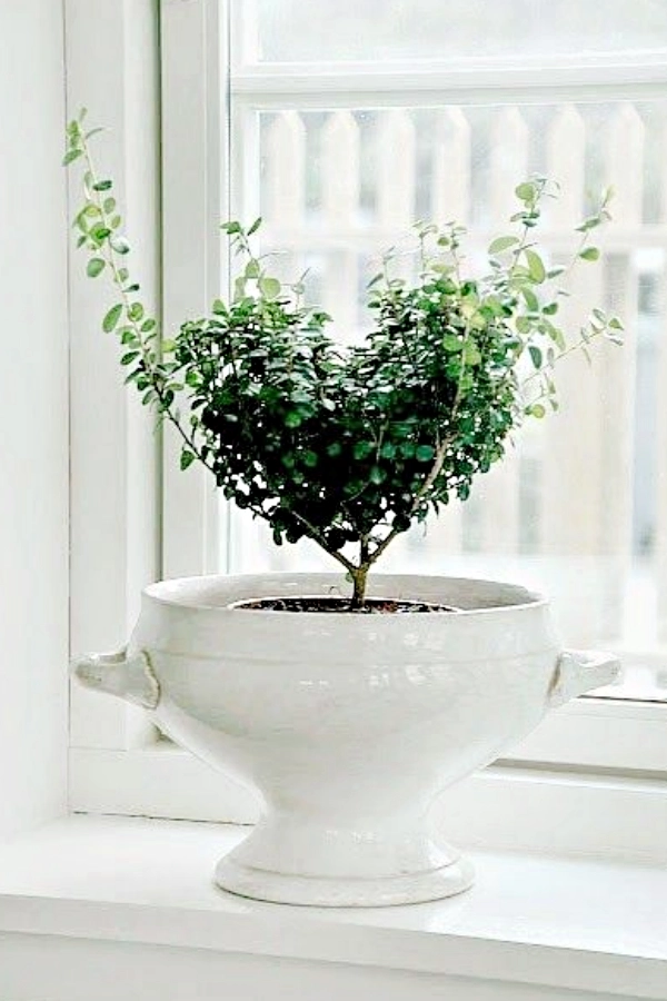 🌱 Arte Viva com Plantas: 24 Jeitos Incríveis de Decorar Suas Paredes e Ambientes