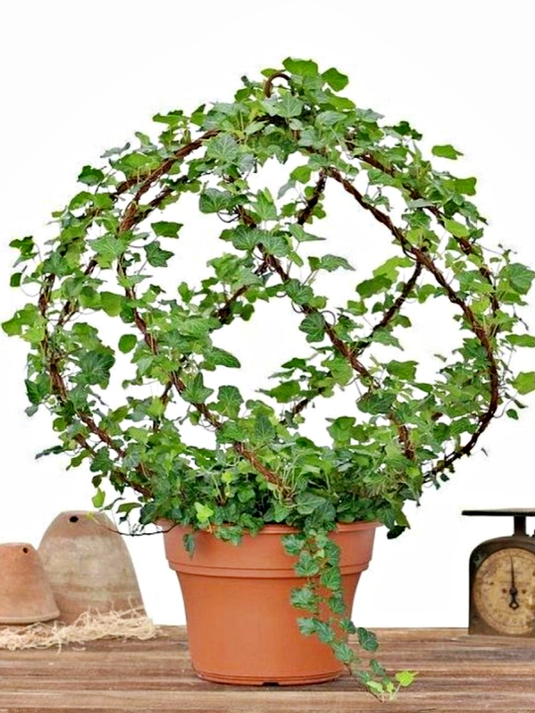 🌱 Arte Viva com Plantas: 24 Jeitos Incríveis de Decorar Suas Paredes e Ambientes