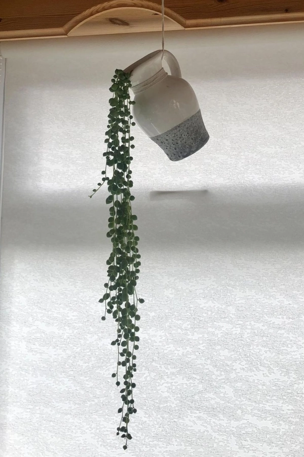 🌱 Arte Viva com Plantas: 24 Jeitos Incríveis de Decorar Suas Paredes e Ambientes