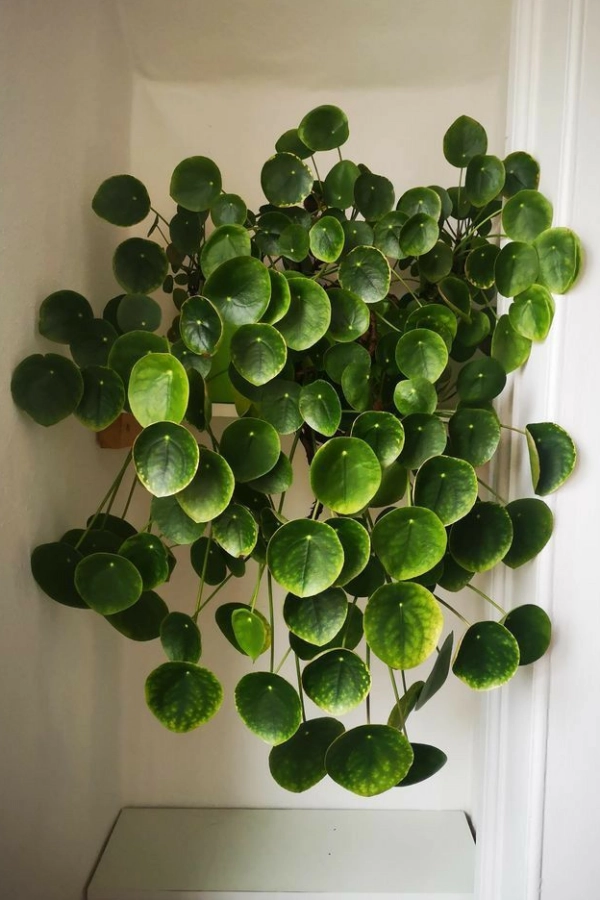 🌱 Arte Viva com Plantas: 24 Jeitos Incríveis de Decorar Suas Paredes e Ambientes