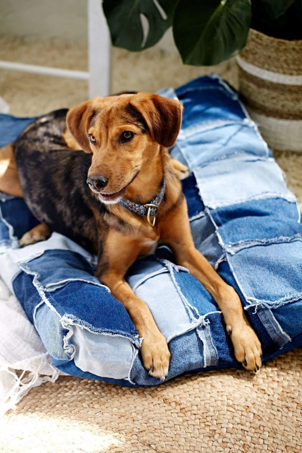 🐶Como Reaproveitar Jeans Velho: 12 Ideias Criativas para Fazer Mimos para Cachorros e Gatos