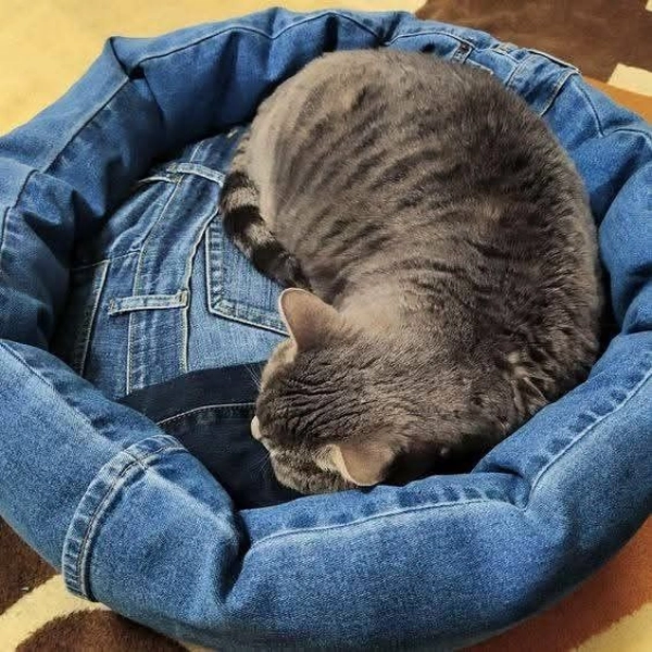 🐶Como Reaproveitar Jeans Velho: 12 Ideias Criativas para Fazer Mimos para Cachorros e Gatos
