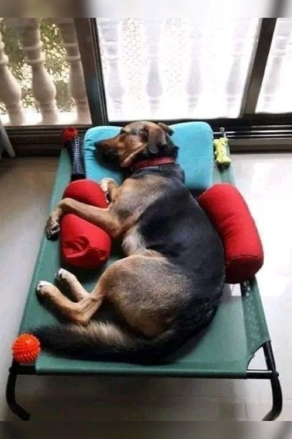 🐶🐱Cantinho para Cachorro e Gato: Ideias Fofas e Criativas para Pets